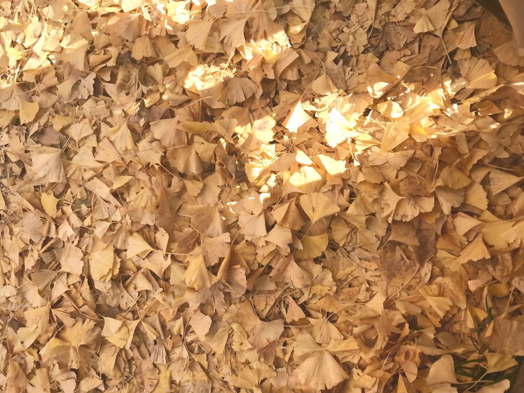 ginkgo leaves